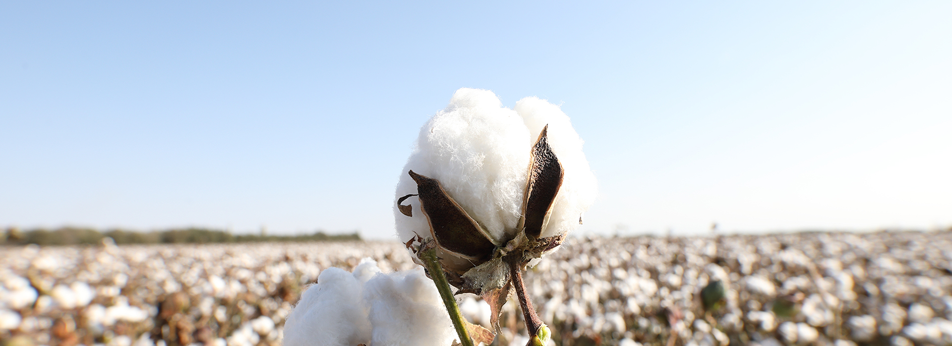 Cotton Keeps the Global Sustainability