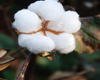 Soft Cotton Tissue