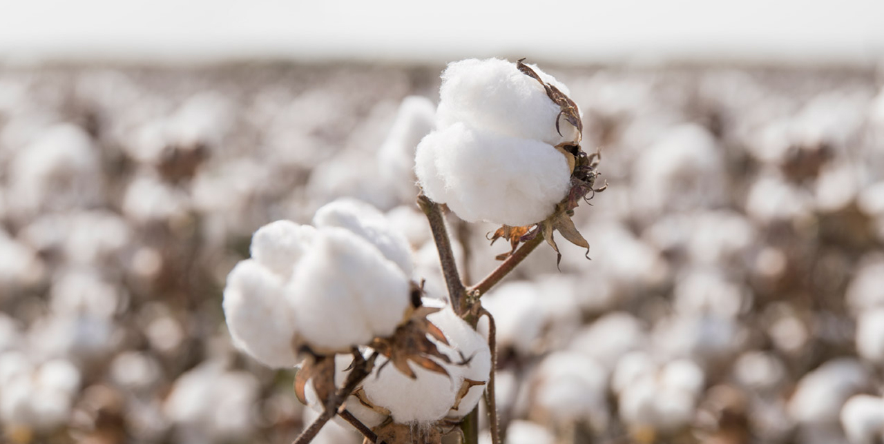 Cotton Born For Sustainability