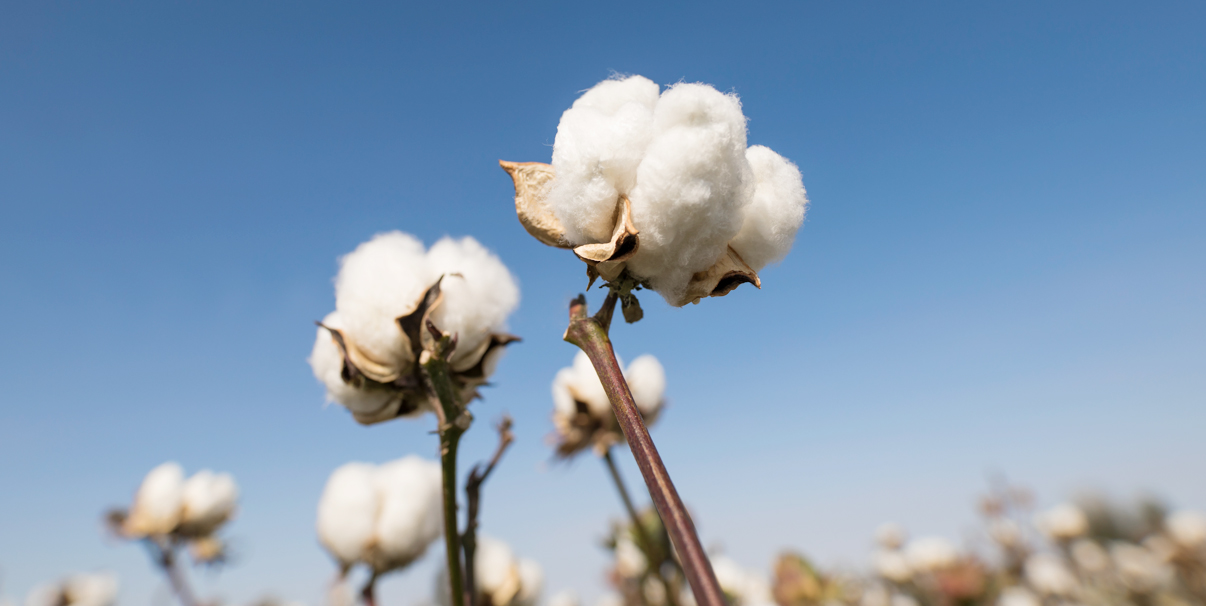 Using Natural Cotton More Than Three Decades