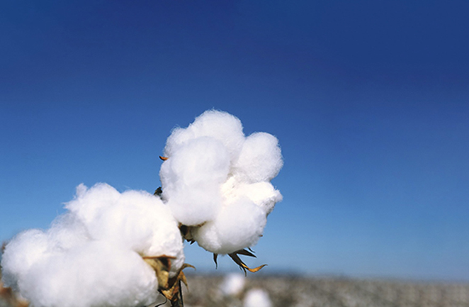 Organic Cotton Nonwovens